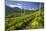 The Church of Bianzone Seen from the Green Vineyards of Valtellina, Lombardy, Italy, Europe-Roberto Moiola-Mounted Photographic Print