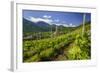 The Church of Bianzone Seen from the Green Vineyards of Valtellina, Lombardy, Italy, Europe-Roberto Moiola-Framed Photographic Print