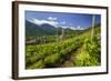 The Church of Bianzone Seen from the Green Vineyards of Valtellina, Lombardy, Italy, Europe-Roberto Moiola-Framed Photographic Print