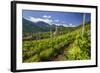 The Church of Bianzone Seen from the Green Vineyards of Valtellina, Lombardy, Italy, Europe-Roberto Moiola-Framed Photographic Print