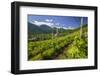 The Church of Bianzone Seen from the Green Vineyards of Valtellina, Lombardy, Italy, Europe-Roberto Moiola-Framed Photographic Print