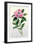 The Ciliated Rhododendron-null-Framed Art Print