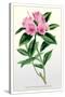 The Ciliated Rhododendron-null-Stretched Canvas