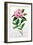 The Ciliated Rhododendron-null-Framed Art Print