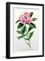 The Ciliated Rhododendron-null-Framed Art Print