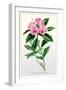 The Ciliated Rhododendron-null-Framed Art Print