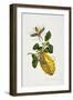 The Citron and Insects-Priscilla Susan Bury-Framed Giclee Print