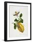 The Citron and Insects-Priscilla Susan Bury-Framed Giclee Print