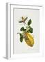 The Citron and Insects-Priscilla Susan Bury-Framed Giclee Print