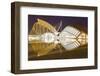 The City of Arts and Sciences (Ciudad De Las Artes Y Las Ciencias) in Valencia, Spain, Europe-Julian Elliott-Framed Photographic Print