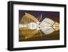 The City of Arts and Sciences (Ciudad De Las Artes Y Las Ciencias) in Valencia, Spain, Europe-Julian Elliott-Framed Photographic Print