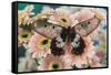 The clearwing swallowtail butterfly, Cressida Cressida on pink Gerber Daisy-Darrell Gulin-Framed Stretched Canvas