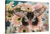 The clearwing swallowtail butterfly, Cressida Cressida on pink Gerber Daisy-Darrell Gulin-Stretched Canvas