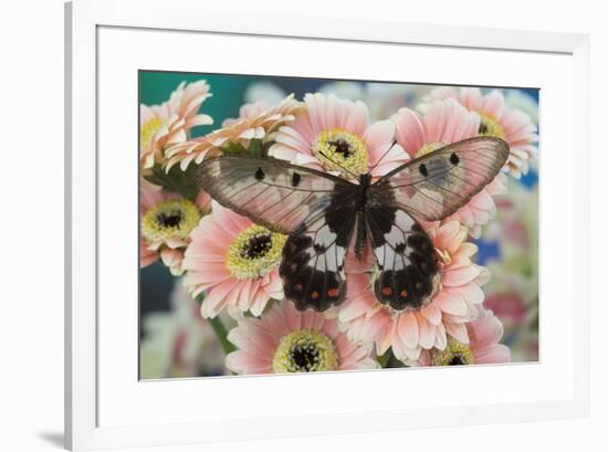 The clearwing swallowtail butterfly, Cressida Cressida on pink Gerber Daisy-Darrell Gulin-Framed Photographic Print