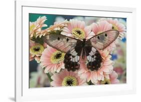 The clearwing swallowtail butterfly, Cressida Cressida on pink Gerber Daisy-Darrell Gulin-Framed Photographic Print