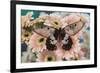 The clearwing swallowtail butterfly, Cressida Cressida on pink Gerber Daisy-Darrell Gulin-Framed Photographic Print