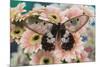 The clearwing swallowtail butterfly, Cressida Cressida on pink Gerber Daisy-Darrell Gulin-Mounted Photographic Print