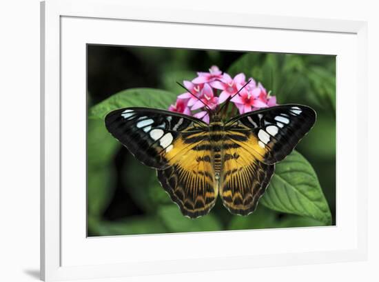 The Clipper butterfly, Parthenos sylvia, native to Philippine islands, Missouri Botanical Gardens, -Adam Jones-Framed Photographic Print