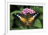 The Clipper butterfly, Parthenos sylvia, native to Philippine islands, Missouri Botanical Gardens, -Adam Jones-Framed Photographic Print