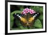 The Clipper butterfly, Parthenos sylvia, native to Philippine islands, Missouri Botanical Gardens, -Adam Jones-Framed Photographic Print