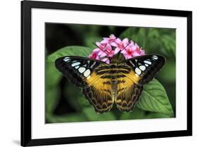 The Clipper butterfly, Parthenos sylvia, native to Philippine islands, Missouri Botanical Gardens, -Adam Jones-Framed Photographic Print