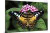 The Clipper butterfly, Parthenos sylvia, native to Philippine islands, Missouri Botanical Gardens, -Adam Jones-Mounted Photographic Print