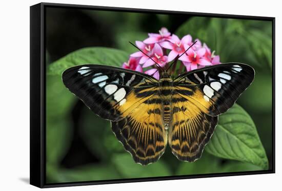 The Clipper butterfly, Parthenos sylvia, native to Philippine islands, Missouri Botanical Gardens, -Adam Jones-Framed Stretched Canvas