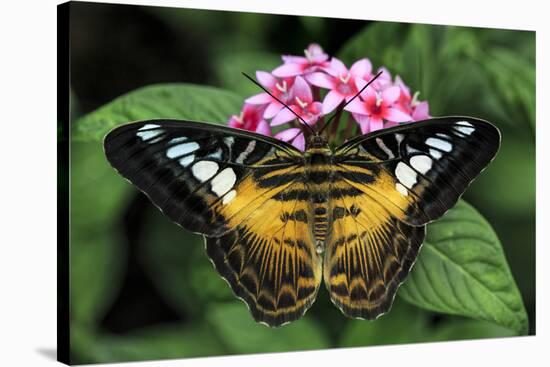 The Clipper butterfly, Parthenos sylvia, native to Philippine islands, Missouri Botanical Gardens, -Adam Jones-Stretched Canvas