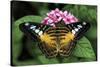 The Clipper butterfly, Parthenos sylvia, native to Philippine islands, Missouri Botanical Gardens, -Adam Jones-Stretched Canvas