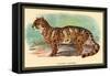 The Clouded Leopard-Sir William Jardine-Framed Stretched Canvas