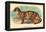 The Clouded Leopard-Sir William Jardine-Framed Stretched Canvas