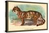 The Clouded Leopard-Sir William Jardine-Stretched Canvas