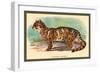 The Clouded Leopard-Sir William Jardine-Framed Art Print