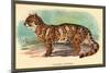 The Clouded Leopard-Sir William Jardine-Mounted Art Print