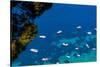 The Coastline of the island of Capri, Campania, Italy, Europe-Neil Farrin-Stretched Canvas