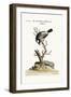 The Cock Padda or Rice-Bird, 1749-73-George Edwards-Framed Giclee Print