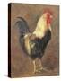 The Cockerel, 1999-Antonia Myatt-Stretched Canvas