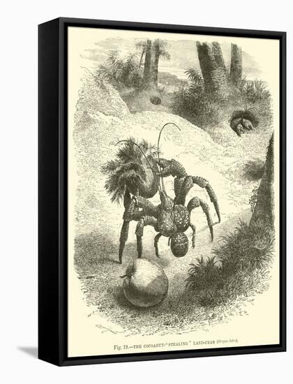 The Cocoanut-"Stealing" Land-Crab, Birgus Latro-null-Framed Stretched Canvas