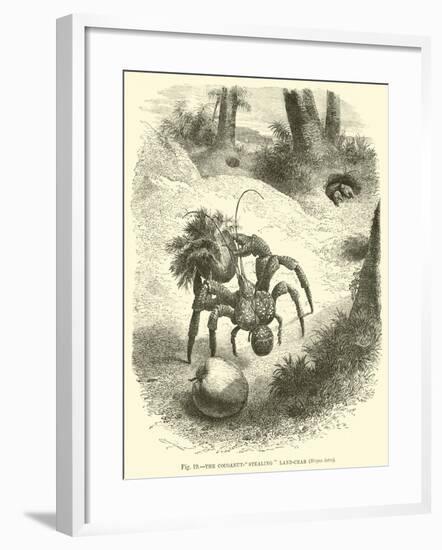 The Cocoanut-"Stealing" Land-Crab, Birgus Latro-null-Framed Giclee Print