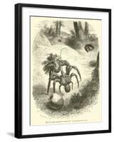 The Cocoanut-"Stealing" Land-Crab, Birgus Latro-null-Framed Giclee Print