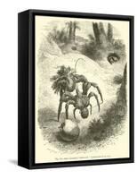 The Cocoanut-"Stealing" Land-Crab, Birgus Latro-null-Framed Stretched Canvas