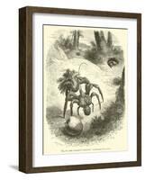 The Cocoanut-"Stealing" Land-Crab, Birgus Latro-null-Framed Giclee Print