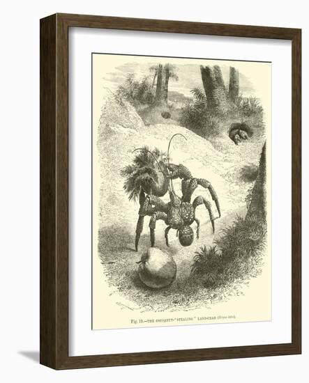 The Cocoanut-"Stealing" Land-Crab, Birgus Latro-null-Framed Giclee Print