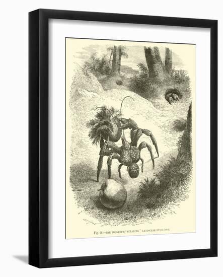 The Cocoanut-"Stealing" Land-Crab, Birgus Latro-null-Framed Giclee Print