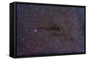 The Cocoon Nebula in the Constellation Cygnus-null-Framed Stretched Canvas