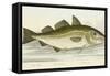 The Cod Fish-E. Albin-Framed Stretched Canvas