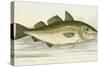 The Cod Fish-E. Albin-Stretched Canvas