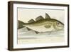 The Cod Fish-E. Albin-Framed Giclee Print