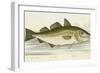 The Cod Fish-E. Albin-Framed Giclee Print