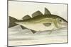 The Cod Fish-E. Albin-Mounted Giclee Print